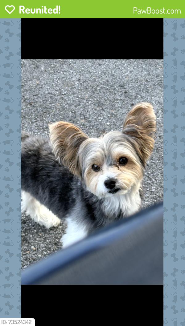 Reunited Male Dog last seen Westlawn & Sutton or Westlawn & Pate near First Christian Church, Fayetteville, NC 28305