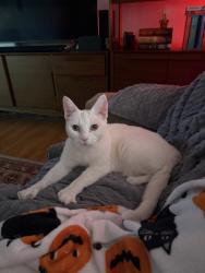 Found/Stray Female Cat last seen Oak St & 52nd St, Phoenix, AZ 85008