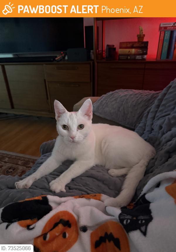 Found/Stray Female Cat last seen Oak St & 52nd St, Phoenix, AZ 85008