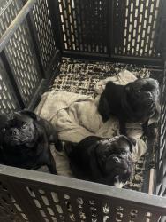 Lost Male Dog last seen Pez and Nina, Grand Prairie, TX 75051