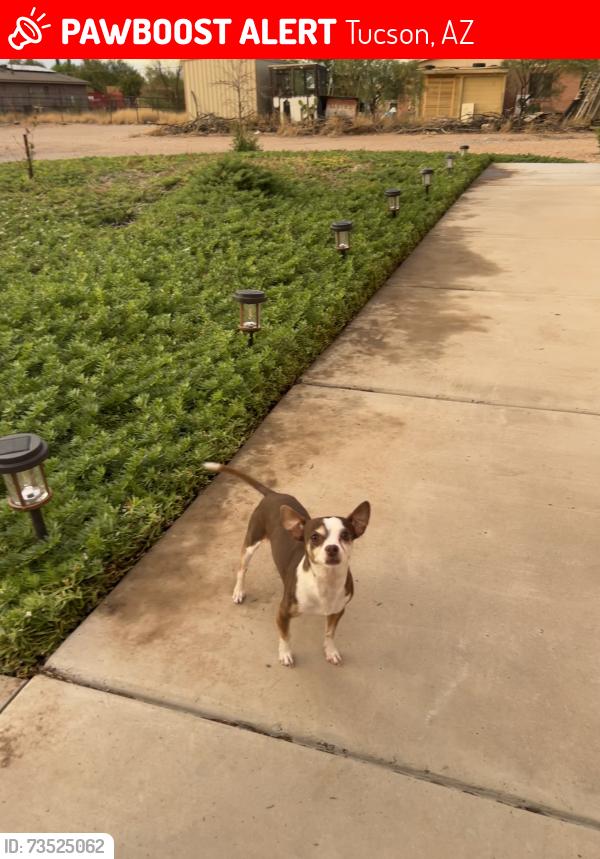 Lost Male Dog last seen Old Nogales HWY and Los Reales Rd, Tucson, AZ 85756