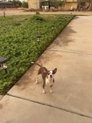 Lost Male Dog last seen Old Nogales HWY and Los Reales Rd, Tucson, AZ 85756