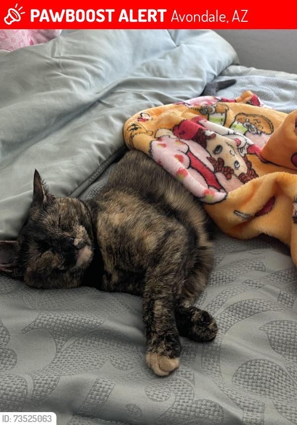 Lost Female Cat last seen Near W Catilina Dr, Avondale, AZ 85392
