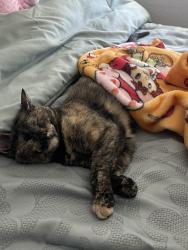 Lost Female Cat last seen Near W Catilina Dr, Avondale, AZ 85392