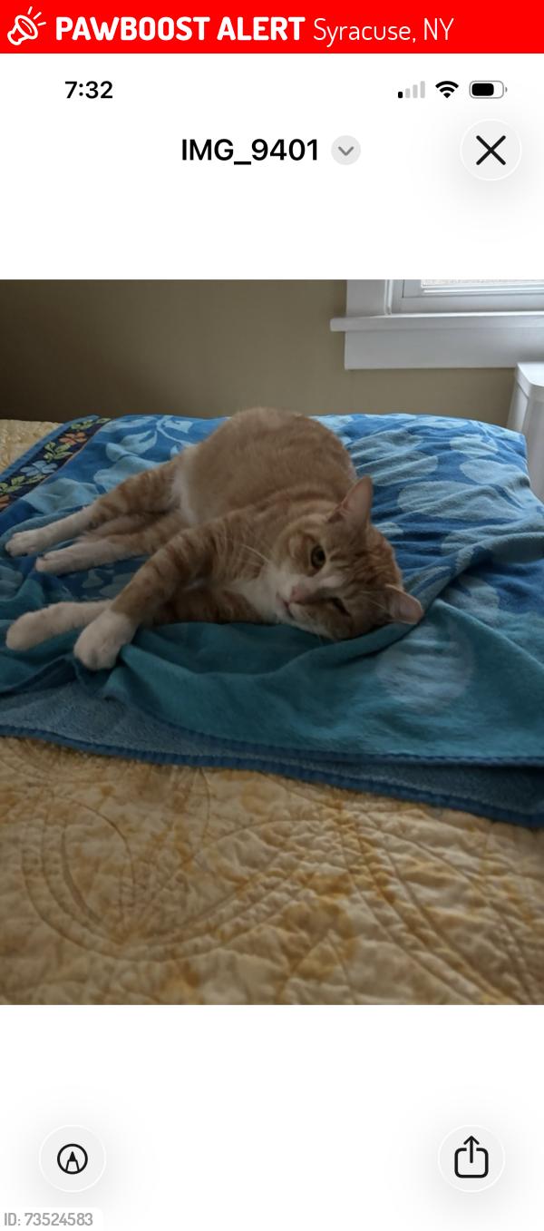Lost Male Cat last seen 2nd and Albert, Syracuse, NY 13208