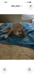 Lost Male Cat last seen 2nd and Albert, Syracuse, NY 13208