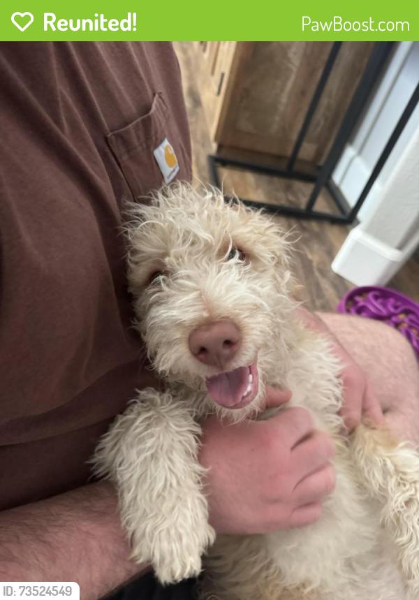 Reunited Male Dog last seen Near W McMillan Rd, Boise, ID 83713, USA, Boise, ID 83713