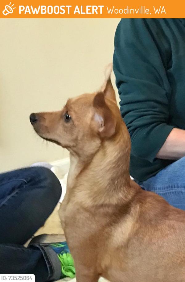 Found/Stray Female Dog last seen unknown where. she ended upo at the vet, Woodinville, WA 98072
