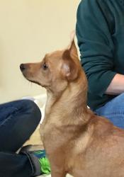 Found/Stray Female Dog last seen unknown where. she ended upo at the vet, Woodinville, WA 98072