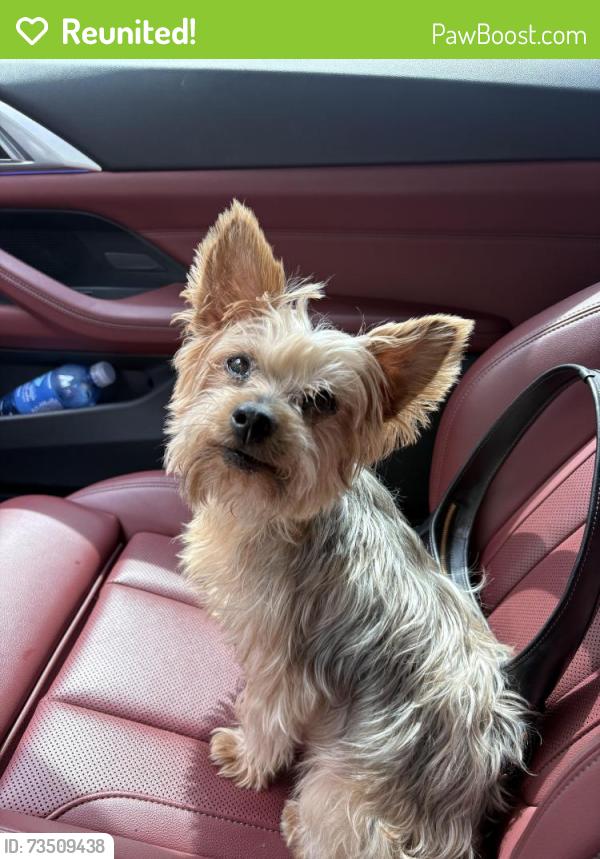 Reunited Female Dog last seen Near Torrey Vista Dr, Houston, TX 77014, USA, Houston, TX 77014