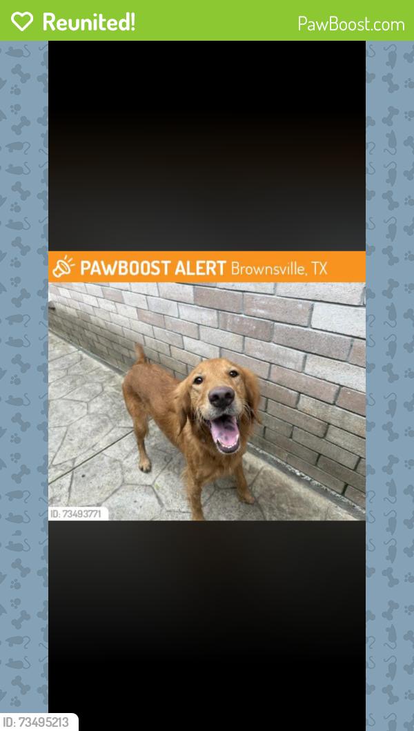 Reunited Female Dog last seen By Madrid, Brownsville, TX 78520