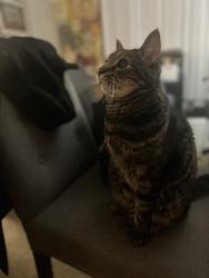 Lost Male Cat last seen Near Hayes, Irvine, CA 92620