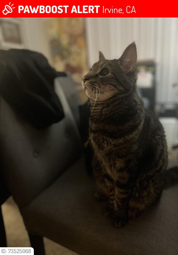 Lost Male Cat last seen Near Hayes, Irvine, CA 92620