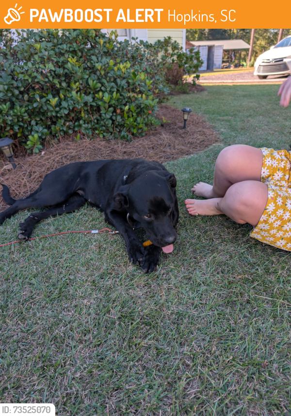 Found/Stray Female Dog last seen Lower Richland blvd, Hopkins, SC 29061