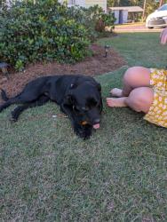 Found/Stray Female Dog last seen Lower Richland blvd, Hopkins, SC 29061