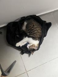 Lost Male Cat last seen Estava na vila, Madureira, RJ 21360-230