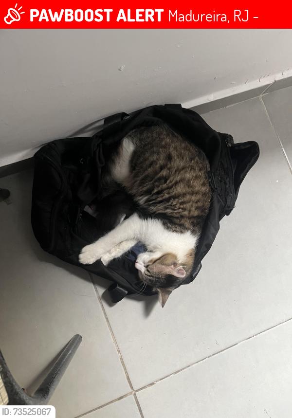 Lost Male Cat last seen Estava na vila, Madureira, RJ 21360-230