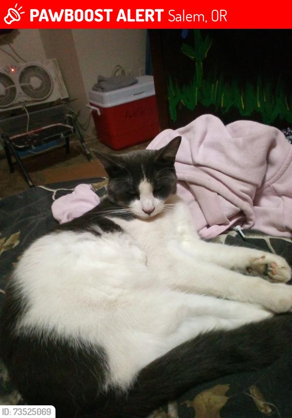 Lost Female Cat last seen Wallace rd ne, Salem, OR 97304