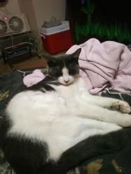 Lost Female Cat last seen Wallace rd ne, Salem, OR 97304