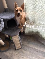 Found/Stray Male Dog last seen Ivy Way Ct and Precinct Line Road, Fort Worth, TX 76118