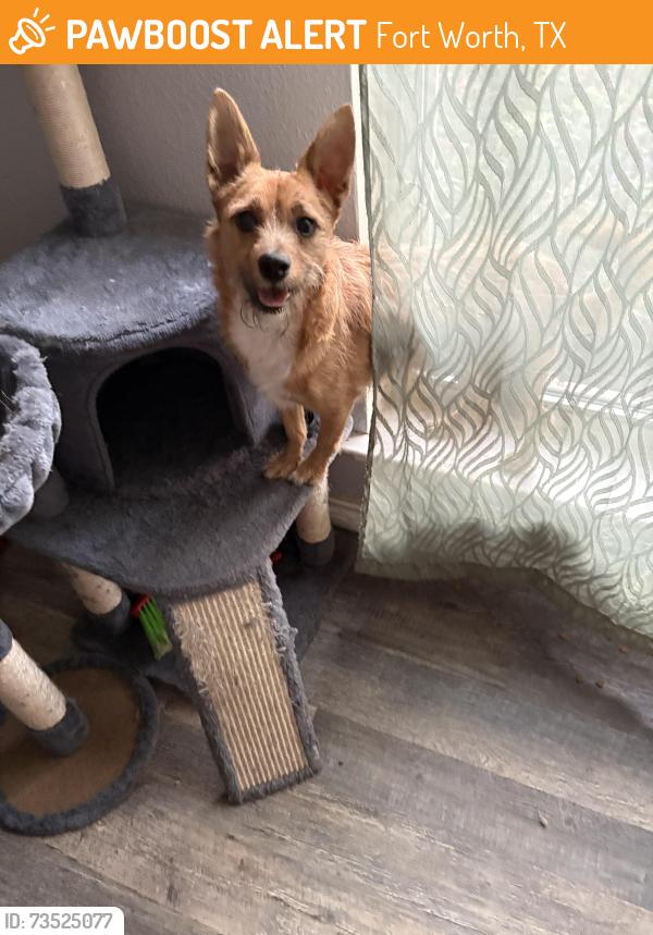 Found/Stray Male Dog last seen Ivy Way Ct and Precinct Line Road, Fort Worth, TX 76118