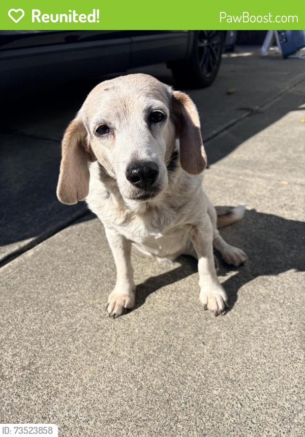 Reunited Female Dog last seen By goose creek park, Washington, NC 27889