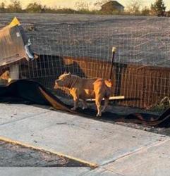 Shelter Stray Female Dog last seen TX, 7201 Levander Loop bldg a, Austin, TX 78702, USA