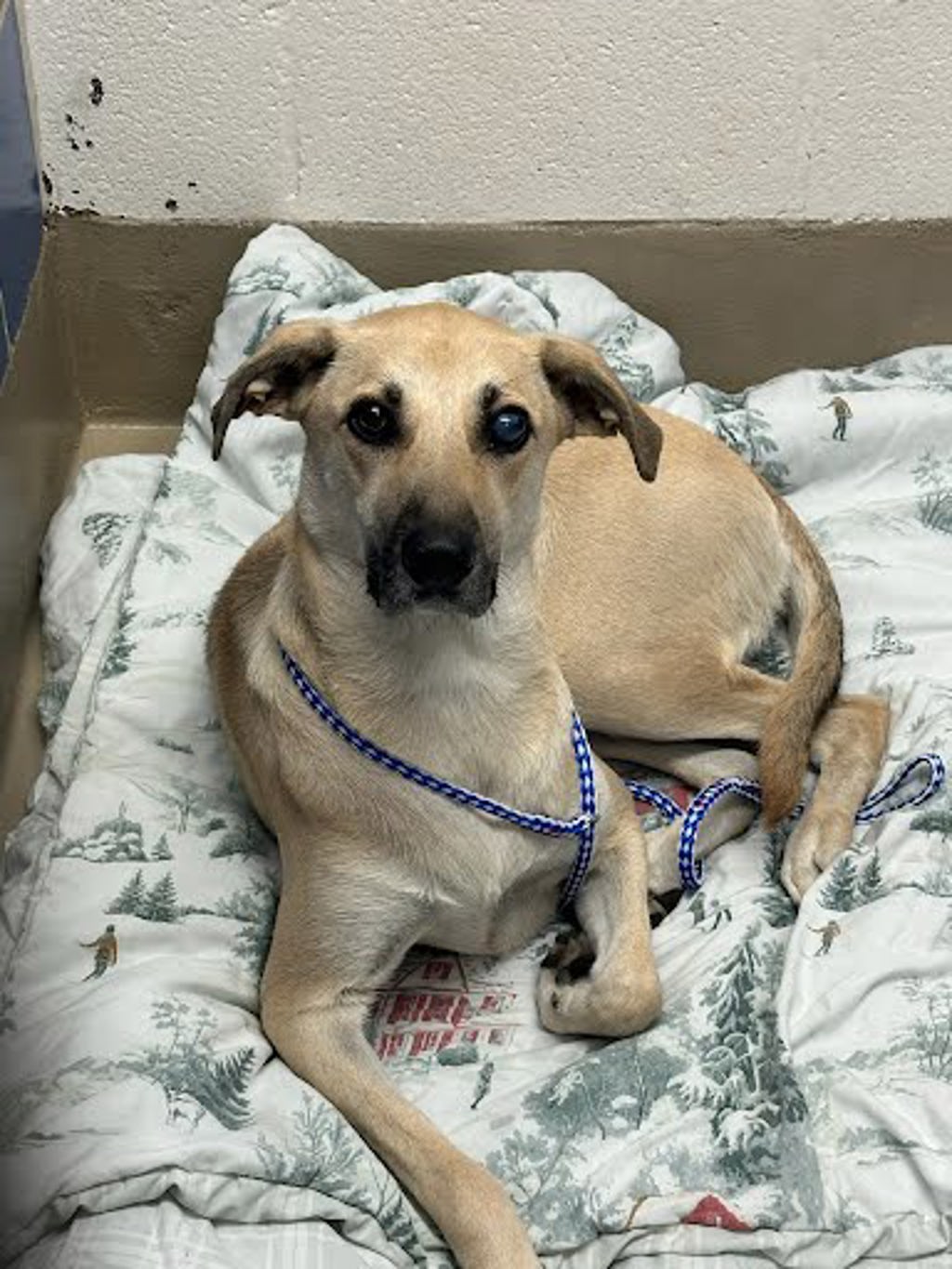 Shelter Stray Unknown Dog last seen Near San Jose Street, AUSTIN, TX, 78753, 7201 Levander Loop bldg a, Austin, TX 78702, USA