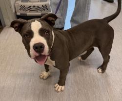 Shelter Stray Female Dog last seen Near Beyer, Chula Vista, CA, 91911, 5500 Gaines St, San Diego, CA 92110, USA