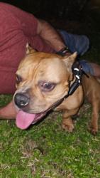 Reunited Unknown Dog last seen Country club circle, Plantation, FL 33317