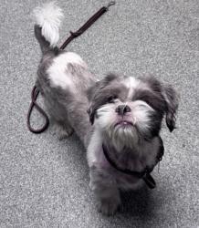 Shelter Stray Male Dog last seen Woodland Parkway, San Marcos, CA, 92069, Escondido, CA 92027, USA