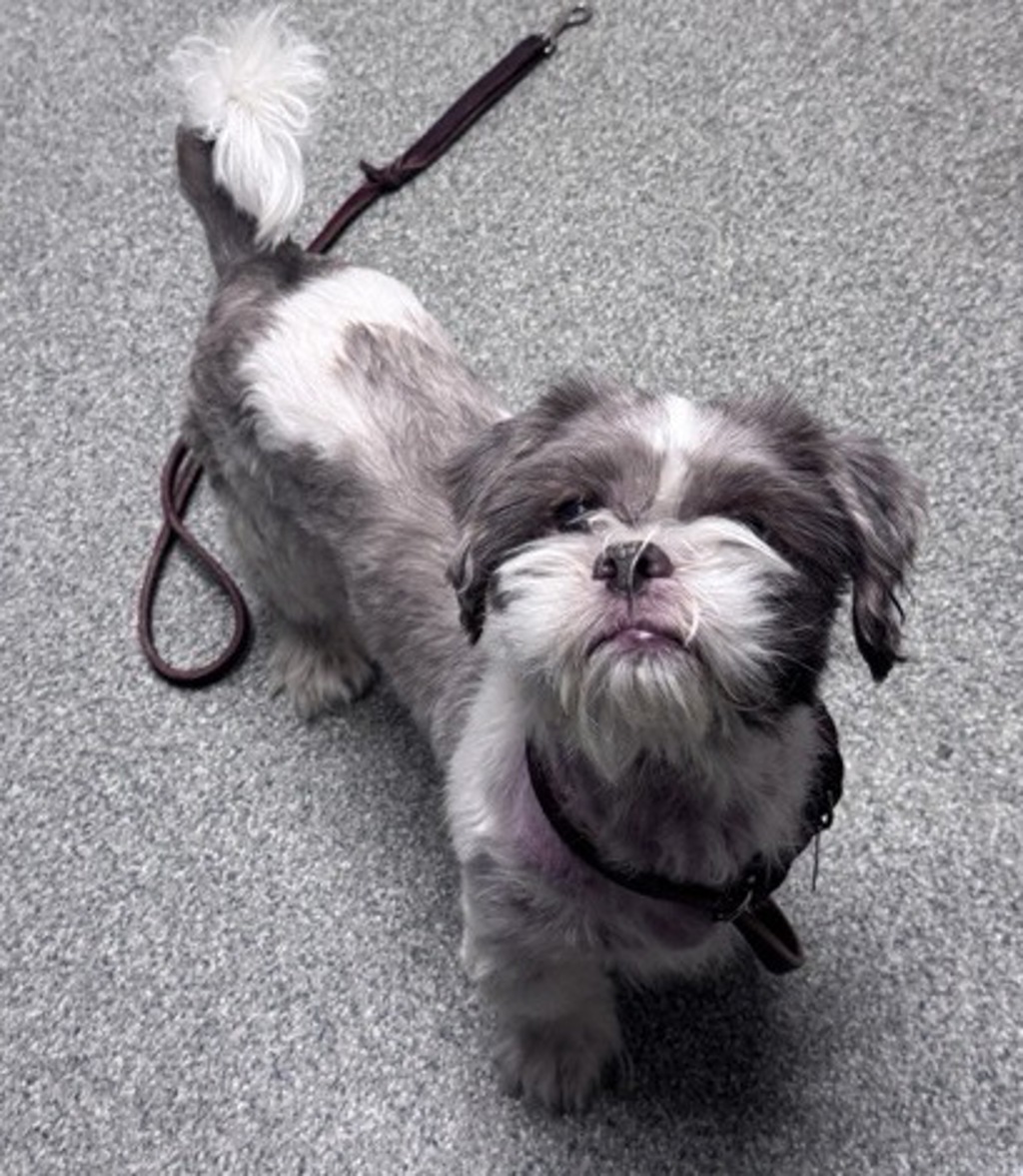 Shelter Stray Male Dog last seen Woodland Parkway, San Marcos, CA, 92069, Escondido, CA 92027, USA