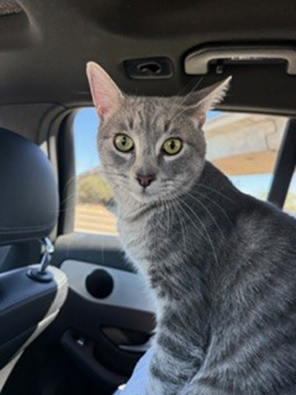 Shelter Stray Male Cat last seen San Diego, CA, 92154, 5500 Gaines St, San Diego, CA 92110, USA