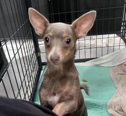 Shelter Stray Female Dog last seen Near Ashford Street, San Diego, CA, 92111, 5500 Gaines St, San Diego, CA 92110, USA