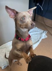 Shelter Stray Female Dog last seen Near Ashford Street, San Diego, CA, 92111, 5500 Gaines St, San Diego, CA 92110, USA