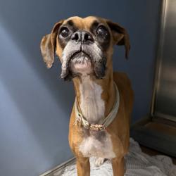 Shelter Stray Female Dog last seen Johnson, El Cajon, CA, 92021, 5500 Gaines St, San Diego, CA 92110, USA