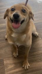 Shelter Stray Female Dog last seen Near Dewey Road, San Diego, CA, 92106, 5500 Gaines St, San Diego, CA 92110, USA