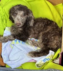 Shelter Stray Female Dog last seen Near S State Street, MURRAY CITY, UT, 84107, 511 W 3900 S, Salt Lake City, UT 84123, USA