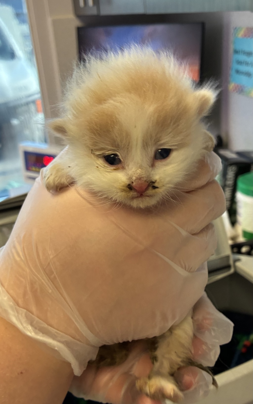 Shelter Stray Unknown Cat last seen Near S 1400 W, SALT LAKE CITY, UT, 84104, 511 W 3900 S, Salt Lake City, UT 84123, USA