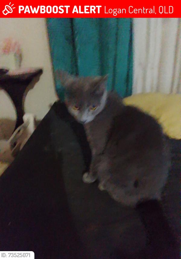 Lost Female Cat last seen Augustus street and Kingston rd, Logan Central, QLD 4114