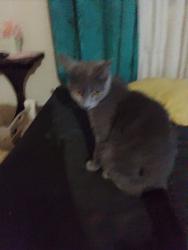 Lost Female Cat last seen Augustus street and Kingston rd, Logan Central, QLD 4114