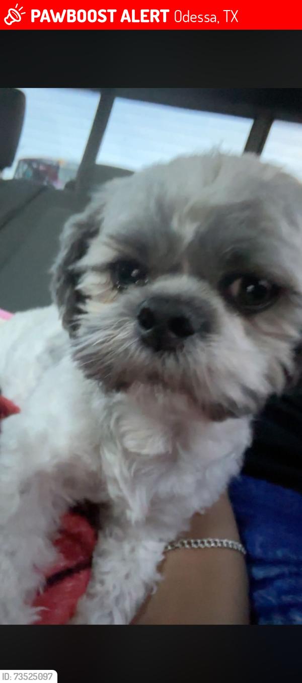 Lost Male Dog last seen he was home, Odessa, TX 79761