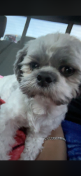 Lost Male Dog last seen he was home, Odessa, TX 79761