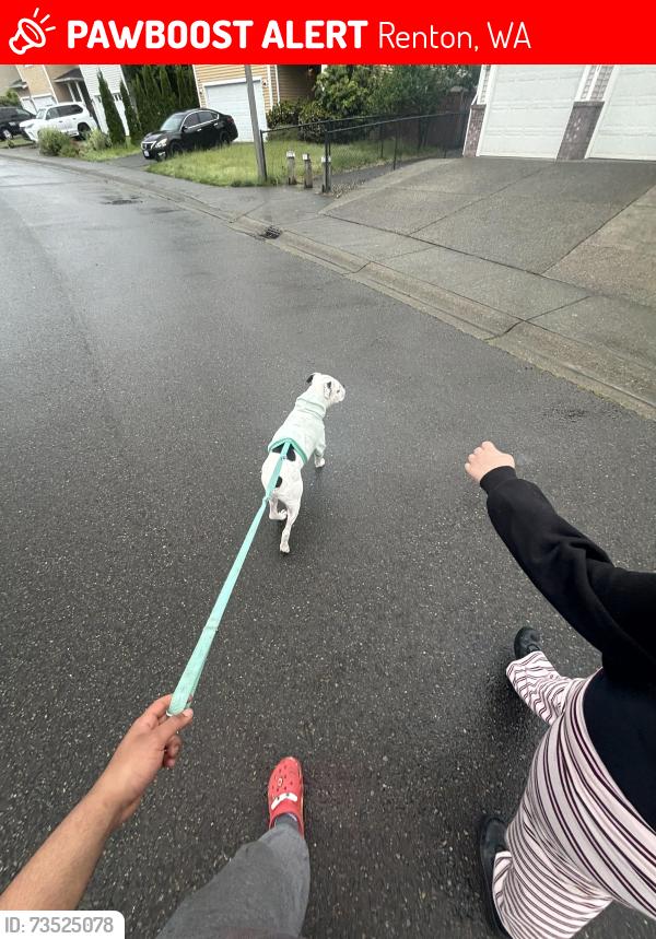 Lost Male Dog last seen Near se 173rd Pl 98058, Renton, WA 98058