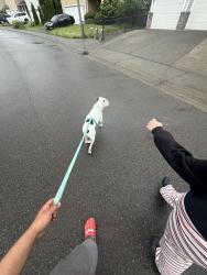 Lost Male Dog last seen Near se 173rd Pl 98058, Renton, WA 98058