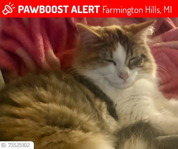 Lost Female Cat last seen 13 Mile Road and Laurel Drive, Farmington Hills, MI, Farmington Hills, MI 48331