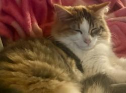 Lost Female Cat last seen 13 Mile Road and Laurel Drive, Farmington Hills, MI, Farmington Hills, MI 48331