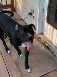 Reunited Male Dog last seen Cottage Grove, Cottage Grove, MN 55016