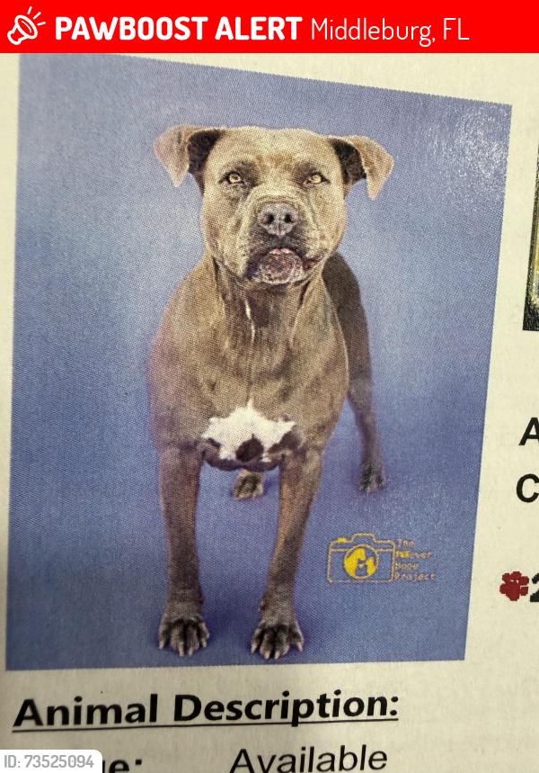 Lost Female Dog last seen Alligator and calendula, Middleburg, FL 32068