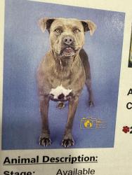 Lost Female Dog last seen Alligator and calendula, Middleburg, FL 32068